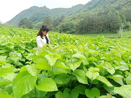 桑疫病用什么农药最好,桑疫病的防治特效药