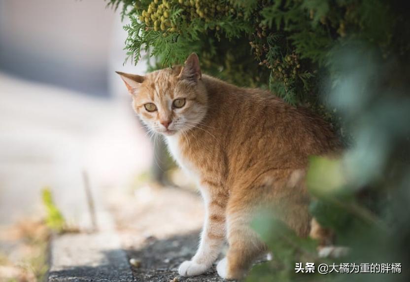 猫咪的八大传言,猫咪的五大未解之谜