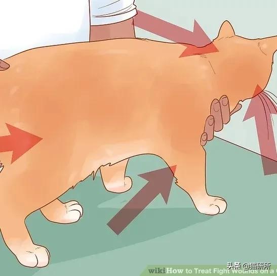 多猫家庭打架,多猫家庭遇到猫咪打架该怎么办