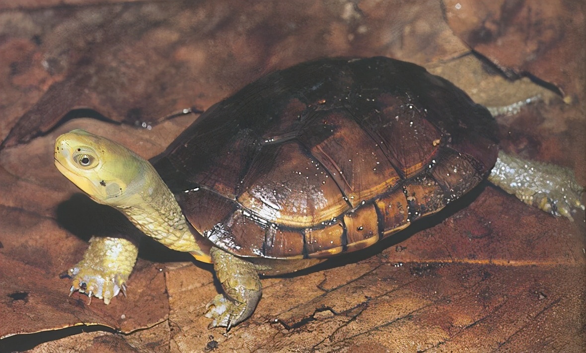 龟类大百科,大眼睛龟类