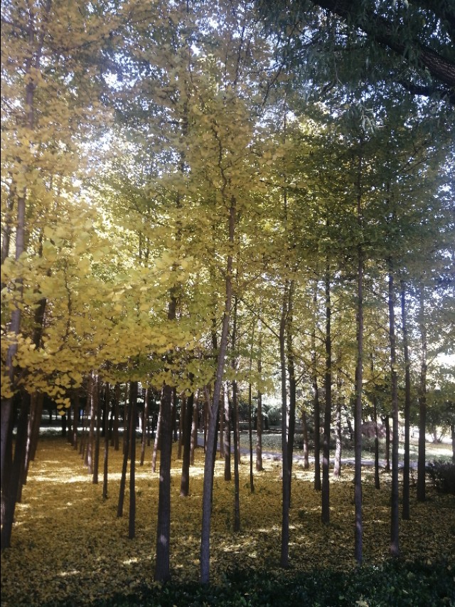 2020年是无春年还是双春年,2020年双春年是什么年