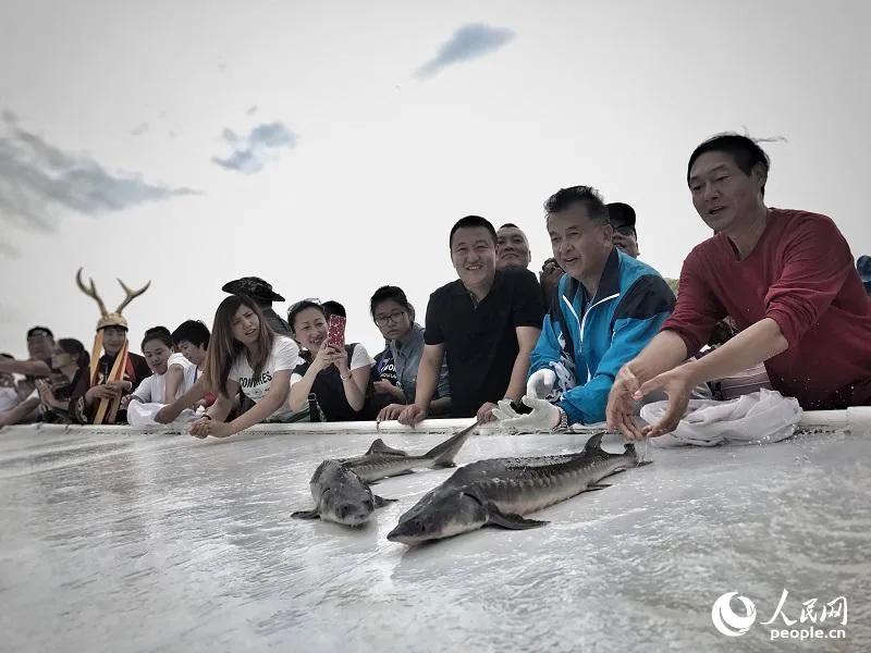 最大的鳇鱼多少斤,目前发现最大鳇鱼