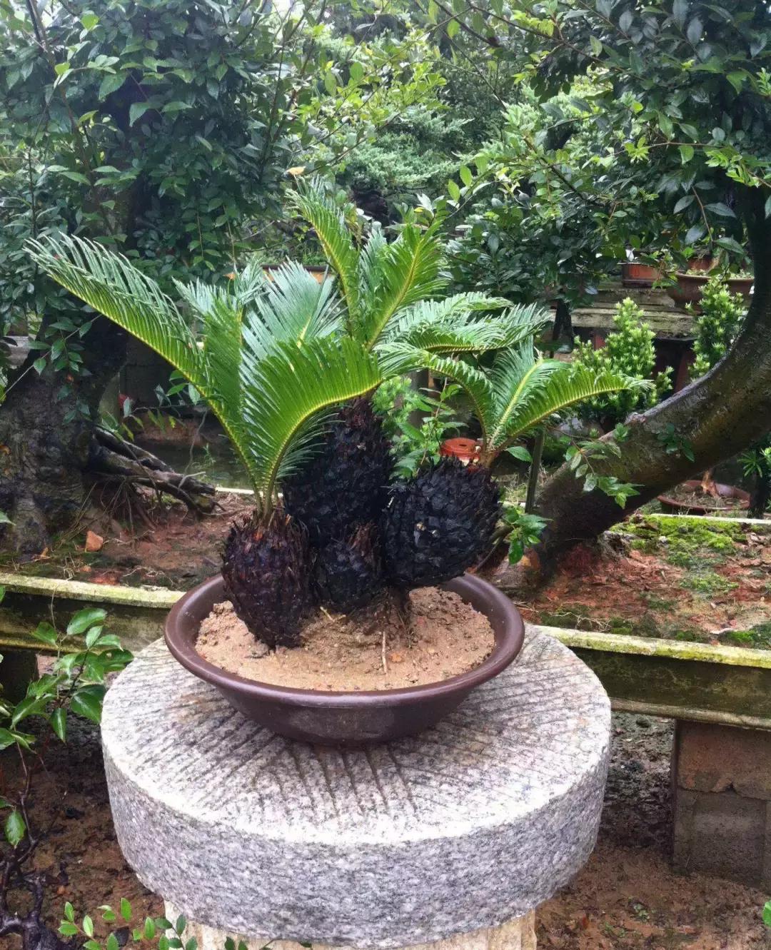 家里养的铁树一般是什么品种,家里不能养铁树铁树该怎么处理