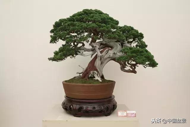 盆景不具有收藏价值,盆景不能有功利心