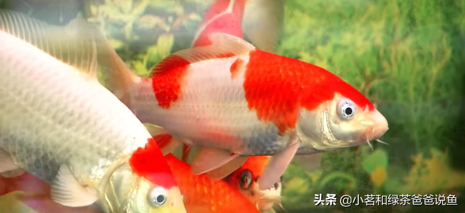 锦鲤掉鳞片烂肉是什么原因,养的锦鲤掉鳞怎么回事