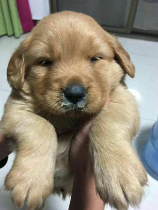 小狗拉稀流鼻涕不吃东西什么原因,小狗为什么容易流眼泪