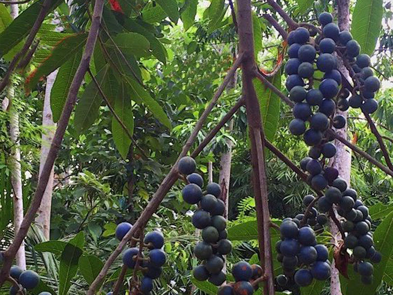 金刚小菩提用什么刷子,金刚小菩提上色效果