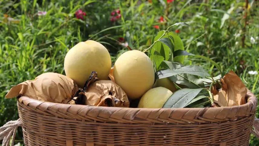 黄桃种植方法全过程,黄桃嫁接用什么砧木最好