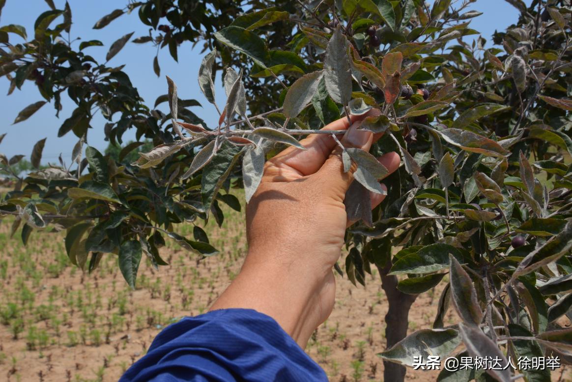 防治果树白粉病的最佳方法,果树防干旱的最佳方法