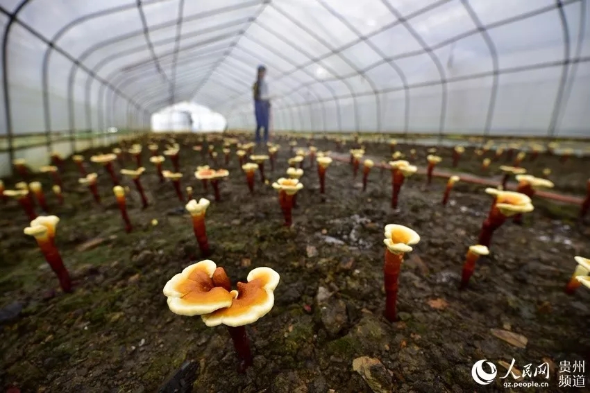 若你向往世外桃源,这个双旦来黔东南绝不后悔