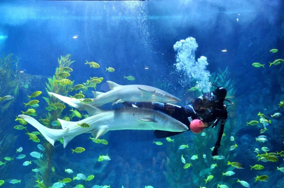 海底世界搬到自己家,海底世界聊城入园