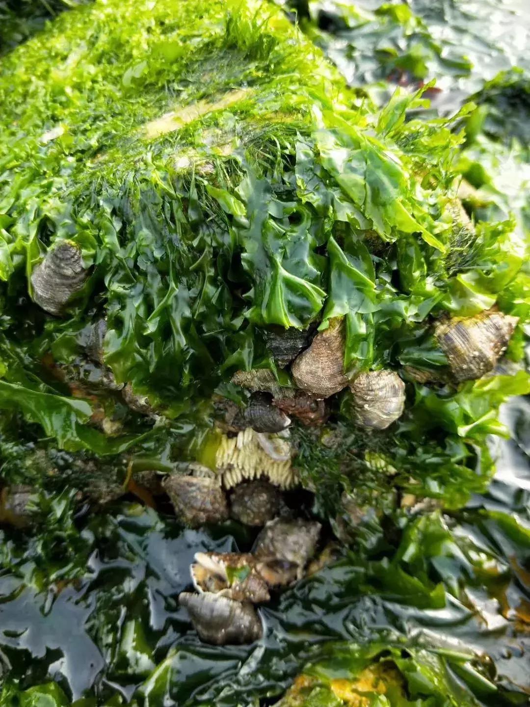 大连绝美海岛旅游攻略路线,七月去大连哪个海岛旅游好