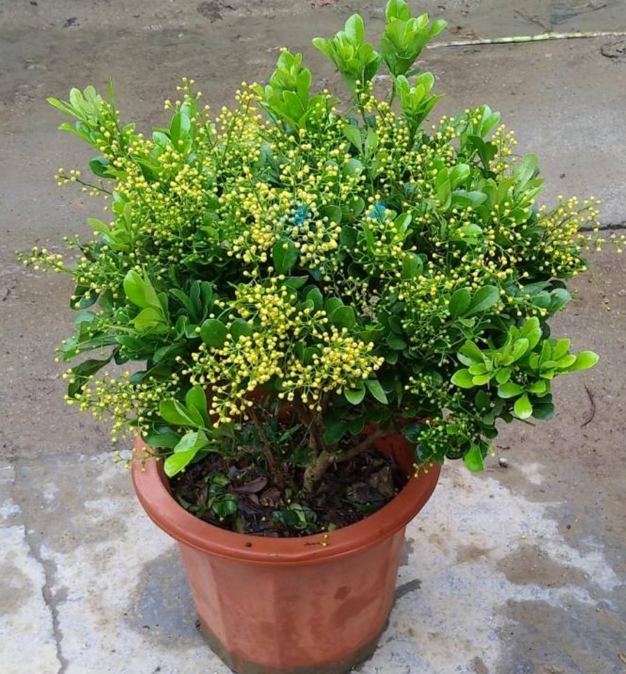 米兰开花季节的养护方法,米兰开花季节的养护与管理