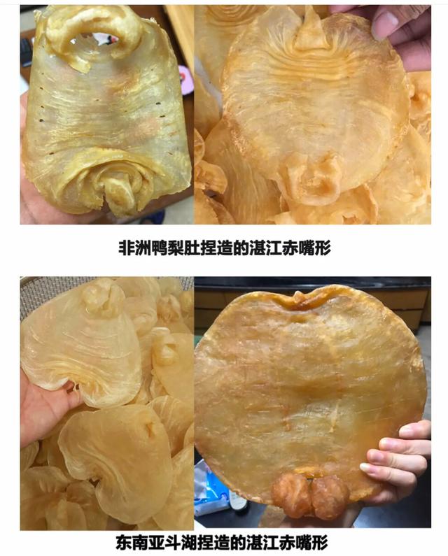 花胶专业鉴定,花胶燕窝正品鉴别图样