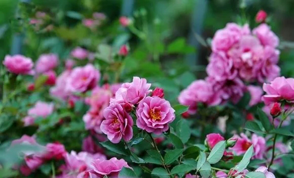 100种月季品种大全集,适合地栽的蓝紫色月季有哪些