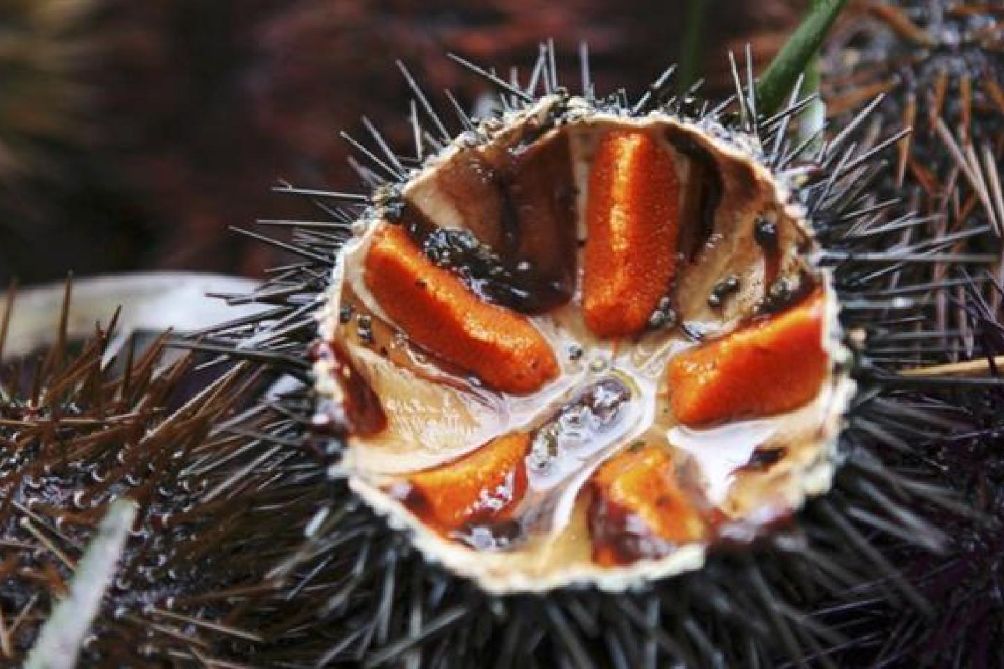 海胆到底多好吃,海胆原来是这么吃的