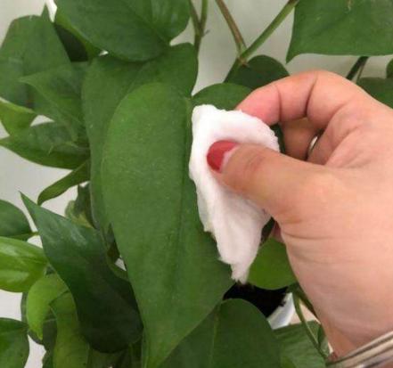 用水养绿萝怎么才能长得更旺盛,怎样浇绿萝可以让绿萝长得更茂盛