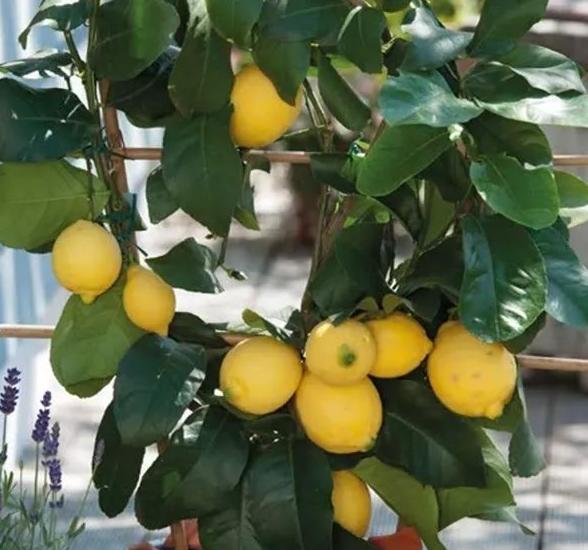 柠檬树种家里的好处,把柠檬树搬到阳光下