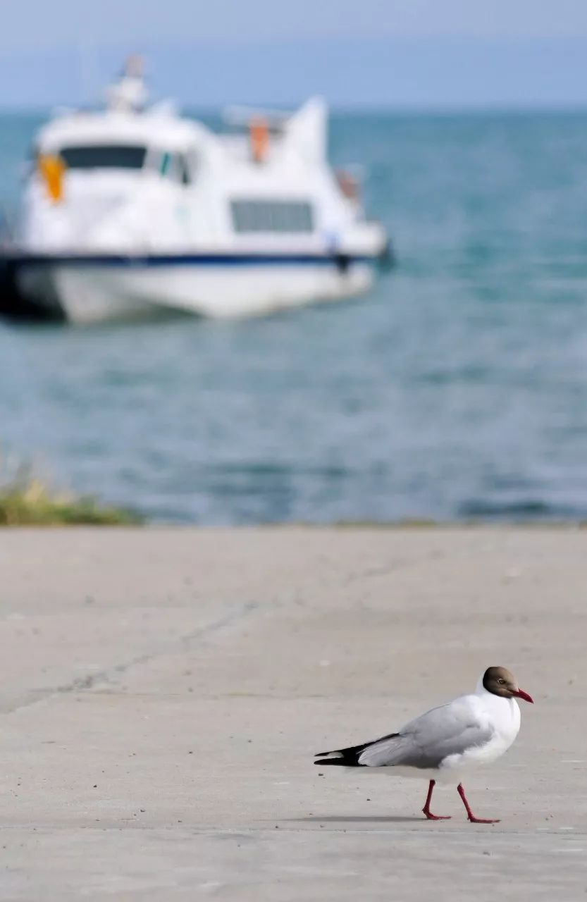 七月的青海湖美翻了,带你了解七月的青海