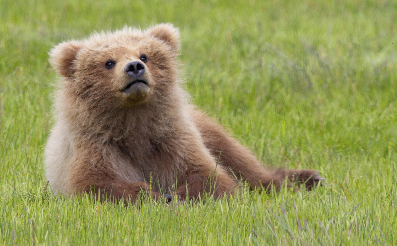缇庡浘娆ｈ祻鍚儏鑴夎剦,缇庡浘ai娣峰壀