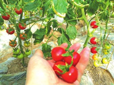 最美不过春耕图,最美不过春天的花草树木