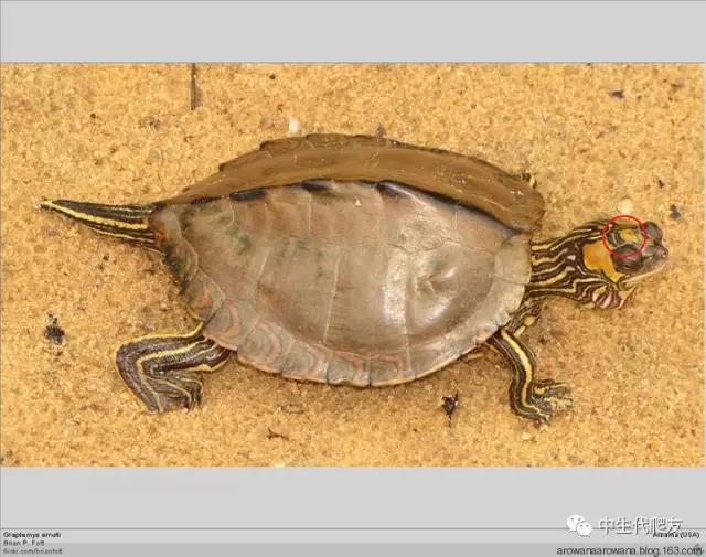 正宗的地图龟,史上最差的地图龟