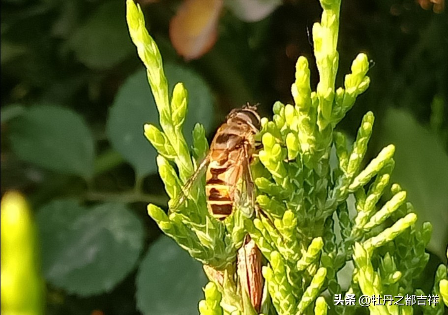 小小精灵采蜜忙，蜜蜂鲜花两相映！小手机拍出大意境