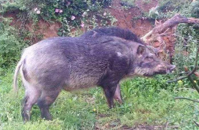 猪为什么不怕毒蛇还吃蛇,猪是蛇克星是什么意思