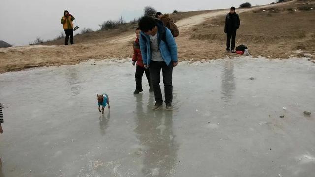 伸舌头的小鹿犬,爱洗澡的小鹿犬