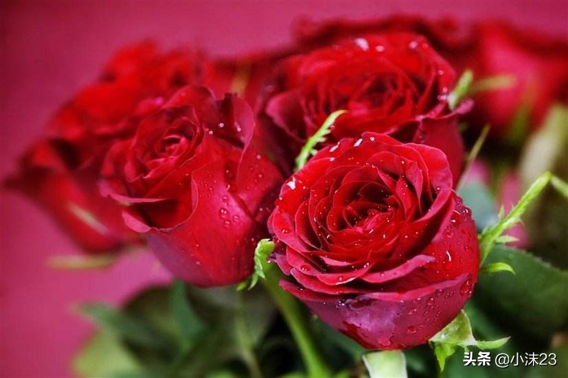 情人节玫瑰花花语大全,红玫瑰的花语情人节