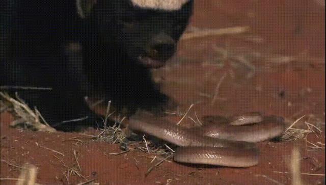 跟狮子抢肉，怼非洲鬣狗，看硬核“平头姐”成长史！