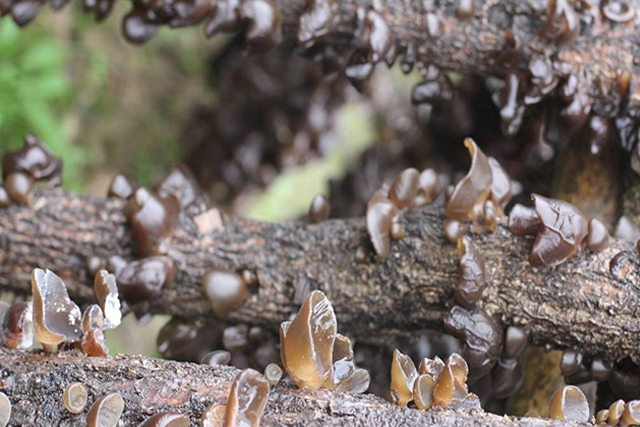 黑木耳培植的重点工作在哪里？3分钟让你掌握黑木耳的种植技术