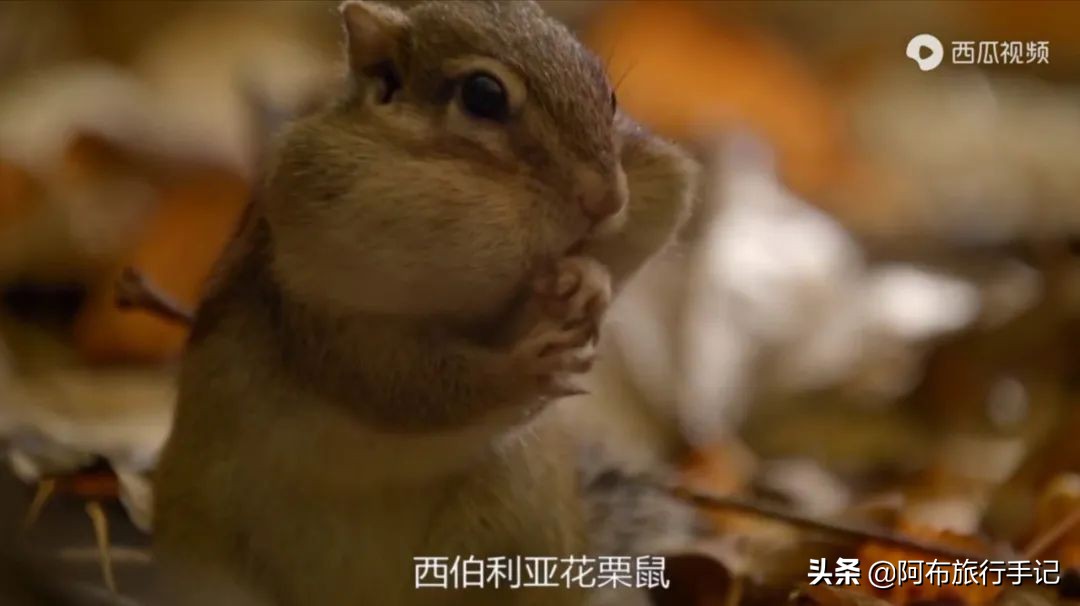 豆瓣9.1分，看过不足1500人，我却复盘了张日本最全野游图