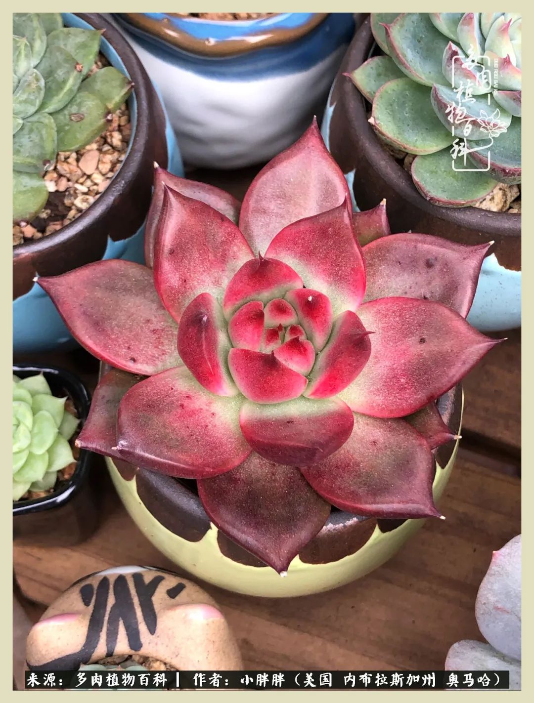 多肉小白入坑攻略,多肉小白2个月成功入坑