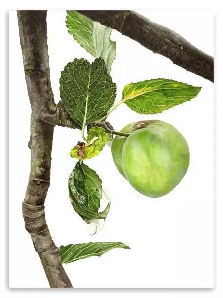 超写实绘画真实吗,超写实的植物绘画