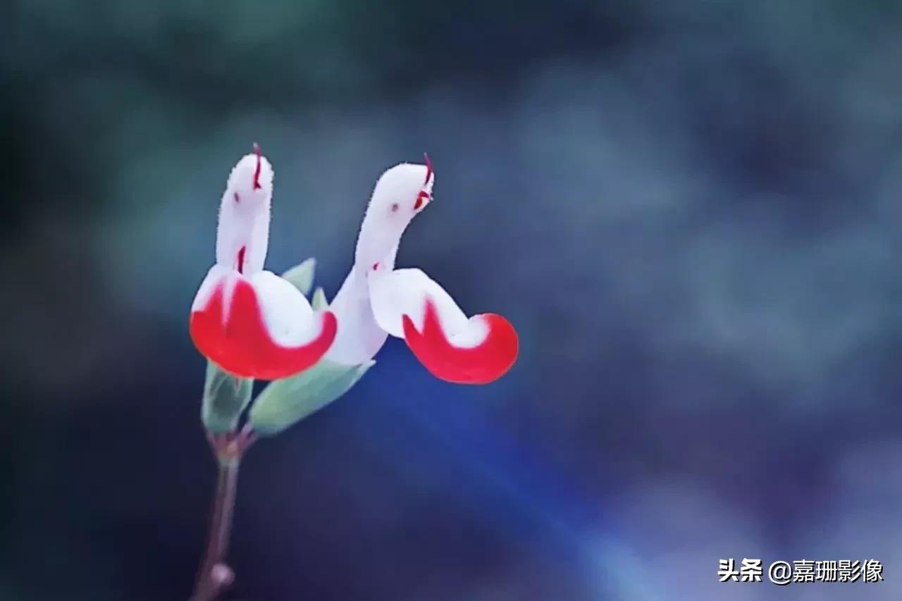 看看花容,听听花语2020年我镜头里的百种花卉