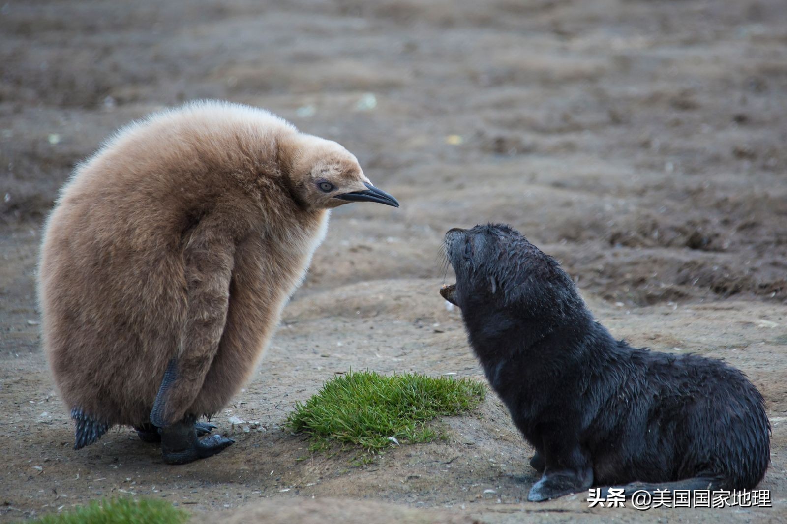 你见过的海豹都这么逗吗？！