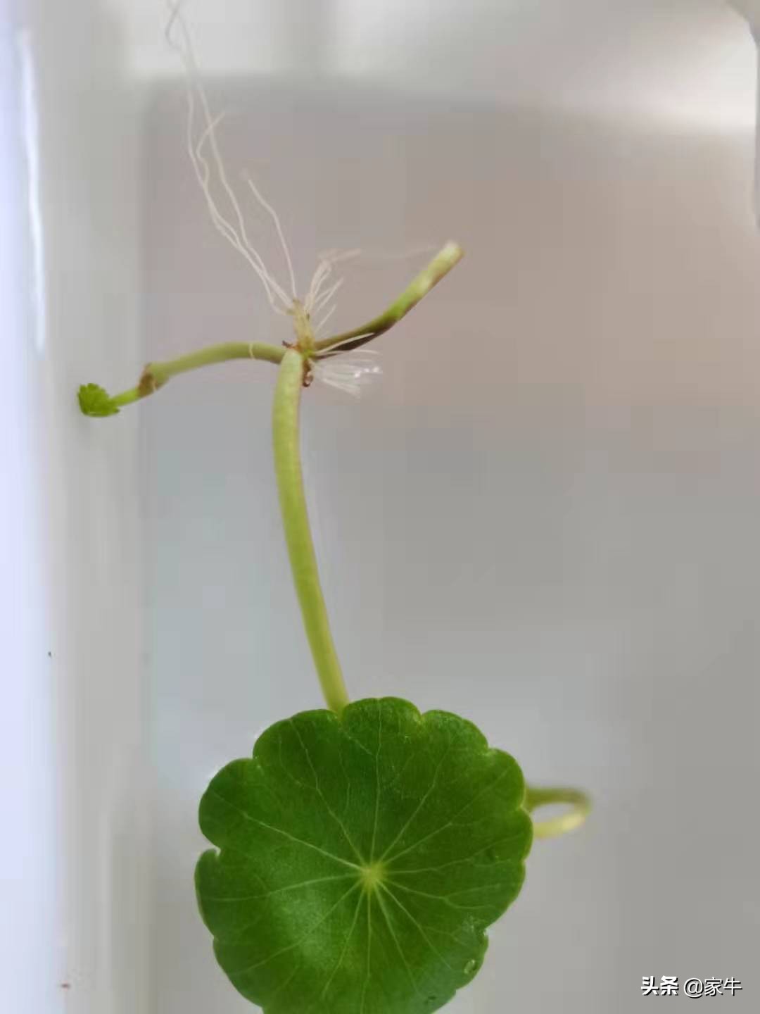 家牛的宠物龟、草金鱼、仙人球日志第364日