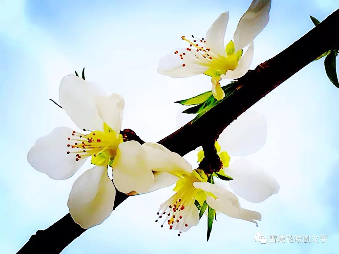 李晓云思茅,李晓云发过的作品