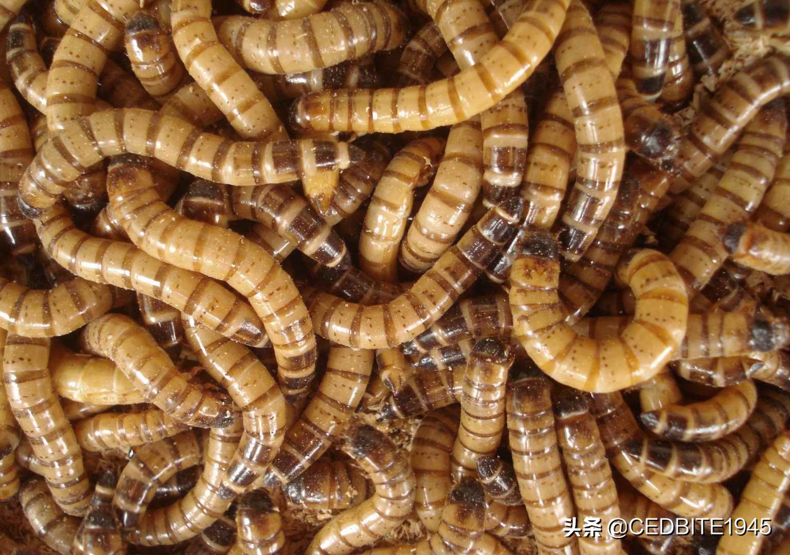 鱼好养省事,鱼好养活