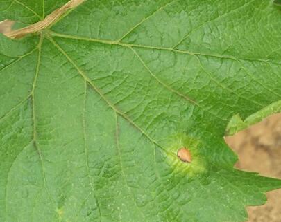 刚长出葡萄叶片发黄褐色斑点,葡萄叶片发黄可以用磷酸二氢钾吗