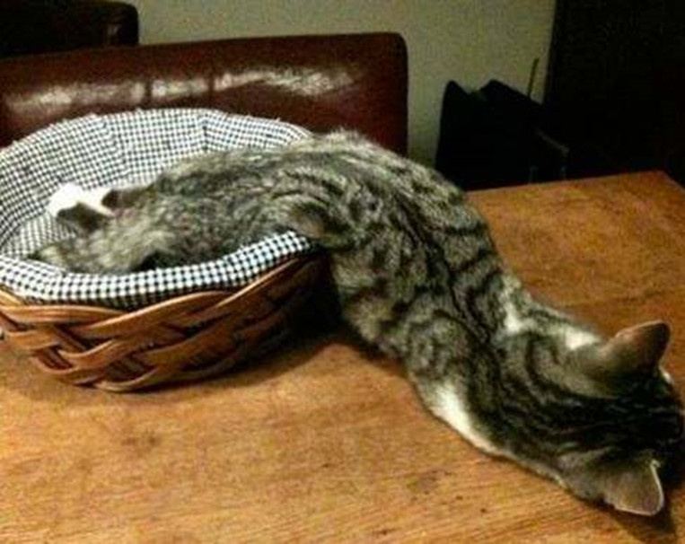 只需一个容器,你就能收获一滩“液体猫”