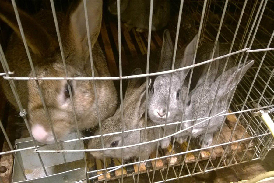 兔子每天喂多少饲料合适,兔子怎么喂不容易出毛病