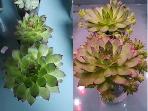 多肉补光灯的使用方法,多肉补光灯怎么串联到一个插座上