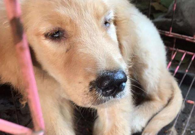 患狂犬病的狗狗有什么特征吗,患了狂犬病的狗有什么症状