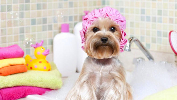 家里狗狗爱咬人怎么处理,家里狗狗爱乱叼东西怎么管