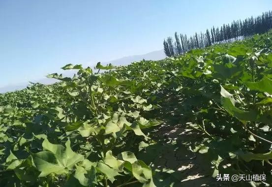 高温天气棉花旱了怎么补救,高温打顶如何促进结桃