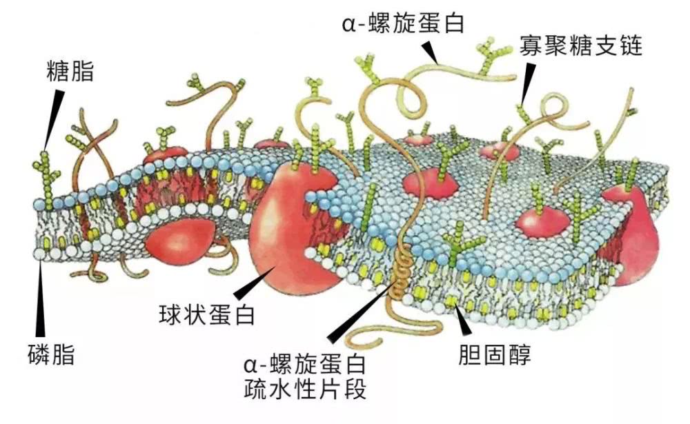 玉米除草剂为什么玉米不死而草死,除草剂的对成熟玉米的危害