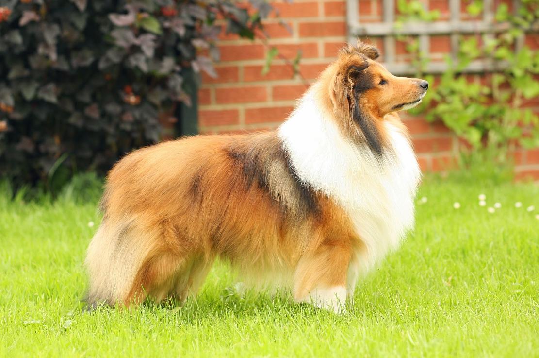 最齐全的狗狗品种介绍及图片,带你了解一下常见狗狗的品种