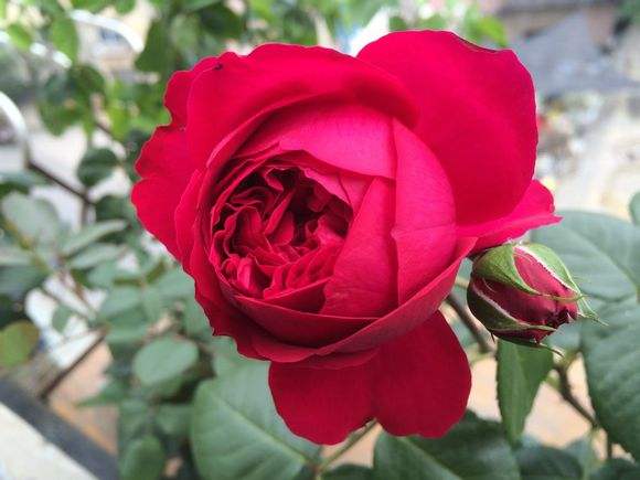 龙沙宝石红龙藤本月季,大红龙藤状月季一年开几次花